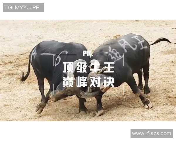 中国与埃及2017年精彩对决全场录像回放与精彩瞬间解析